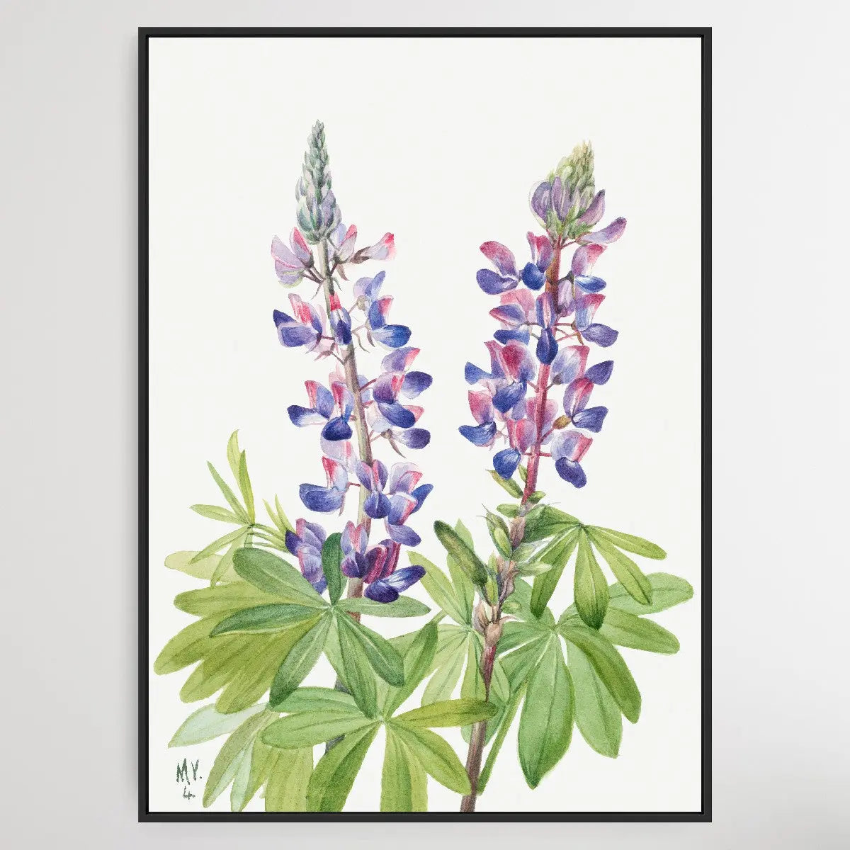 Lupinus fornosus (1935) by Mary Vaux Walcott I Heart Wall Art Australia 