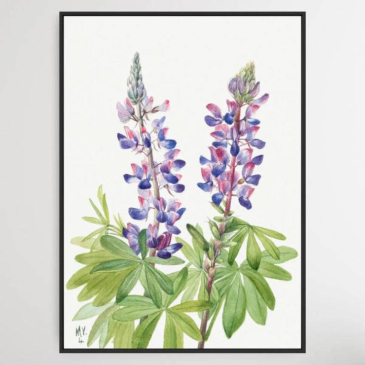 Lupinus fornosus (1935) by Mary Vaux Walcott I Heart Wall Art Australia 