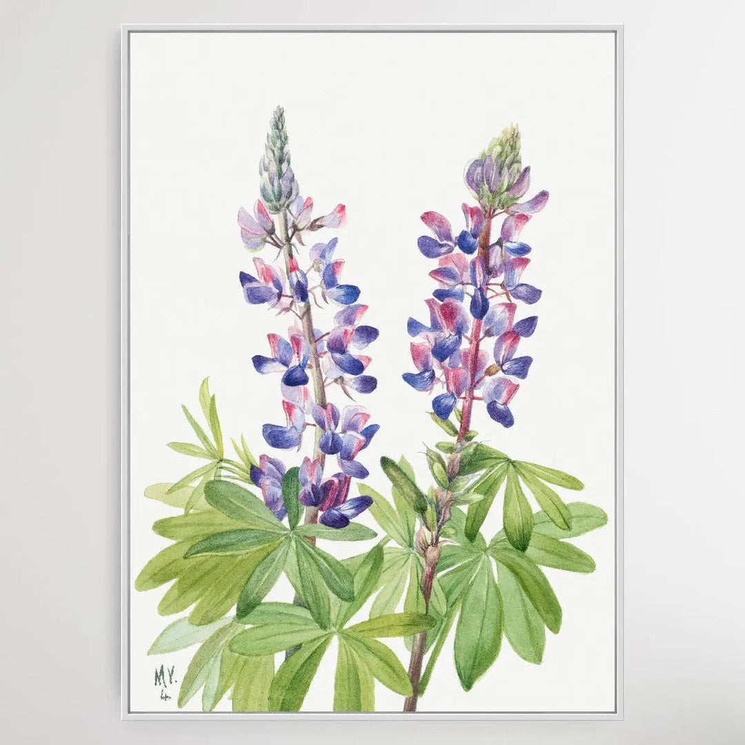 Lupinus fornosus (1935) by Mary Vaux Walcott I Heart Wall Art Australia 