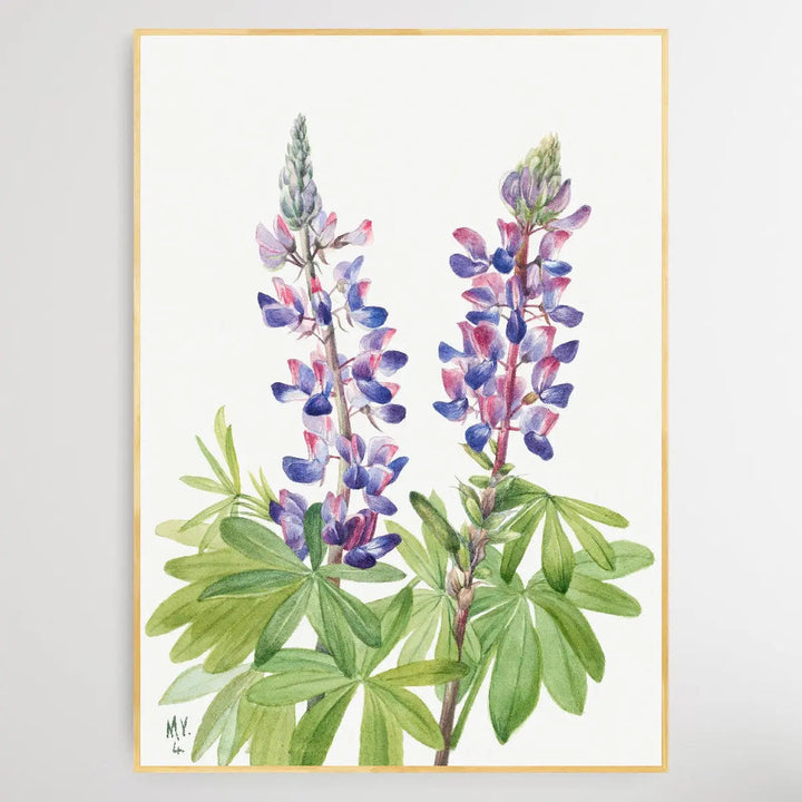 Lupinus fornosus (1935) by Mary Vaux Walcott I Heart Wall Art Australia 