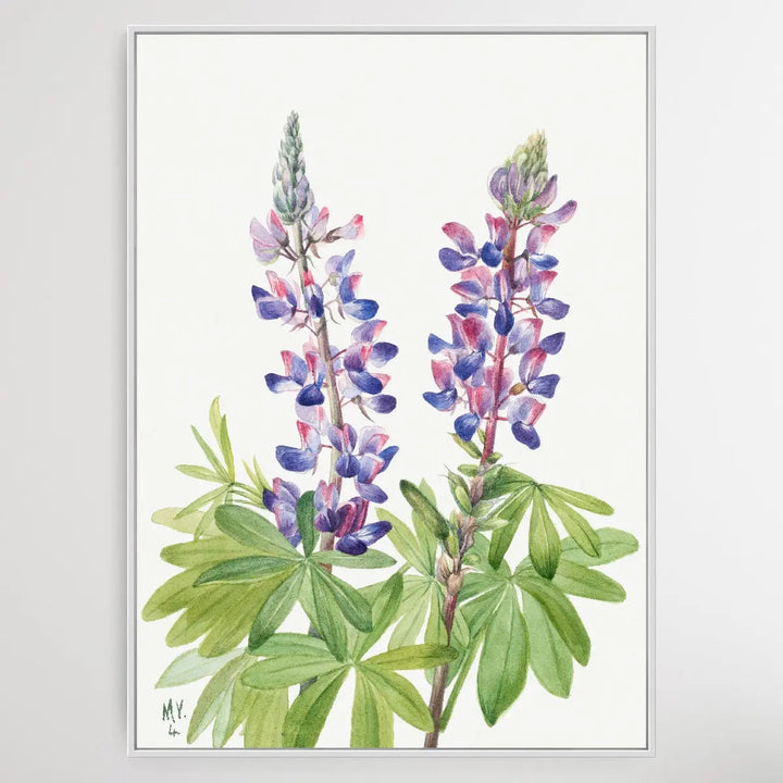 Lupinus fornosus (1935) by Mary Vaux Walcott I Heart Wall Art Australia 