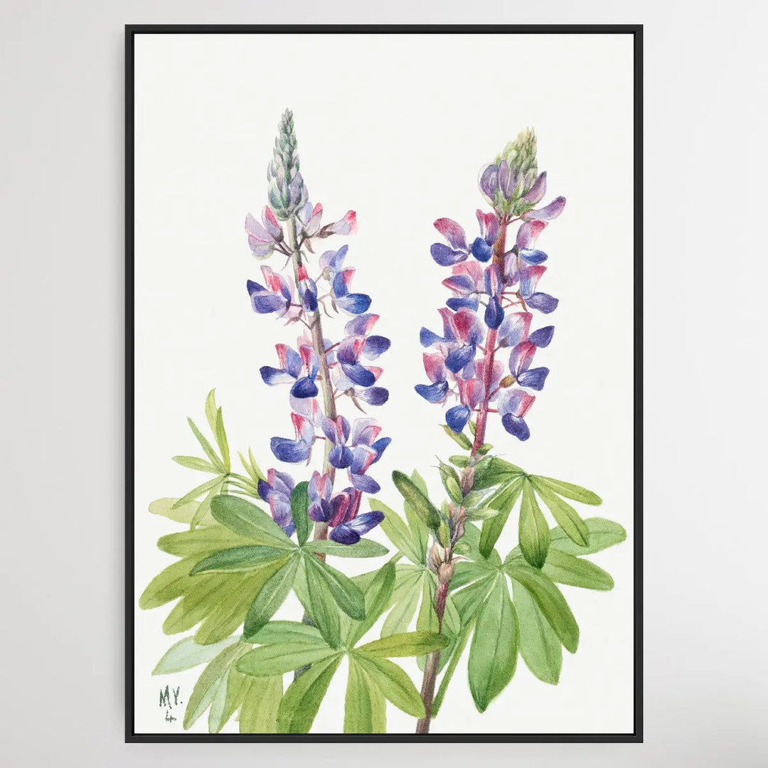 Lupinus fornosus (1935) by Mary Vaux Walcott I Heart Wall Art Australia 