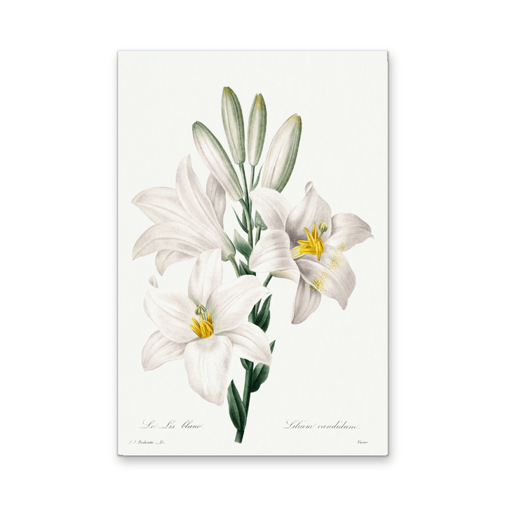 Madonna Lily from Choix Des Plus Belles Fleurs (1827) by Pierre - Joseph Redouté - Stretched Canvas or Wall Art Print - I Heart Wall Art - Poster Print, Canvas Print or Framed Art Print