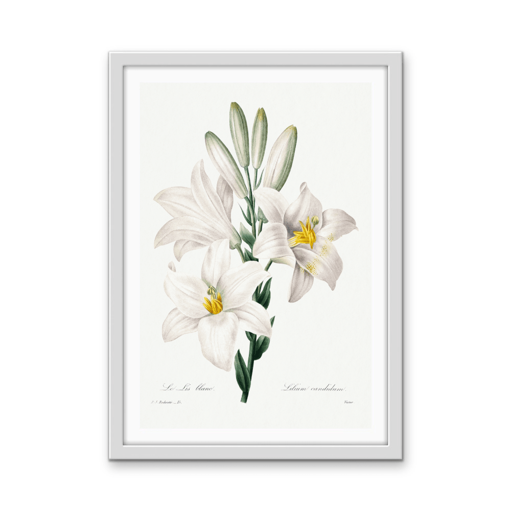 Madonna Lily from Choix Des Plus Belles Fleurs (1827) by Pierre - Joseph Redouté - Stretched Canvas or Wall Art Print - I Heart Wall Art - Poster Print, Canvas Print or Framed Art Print