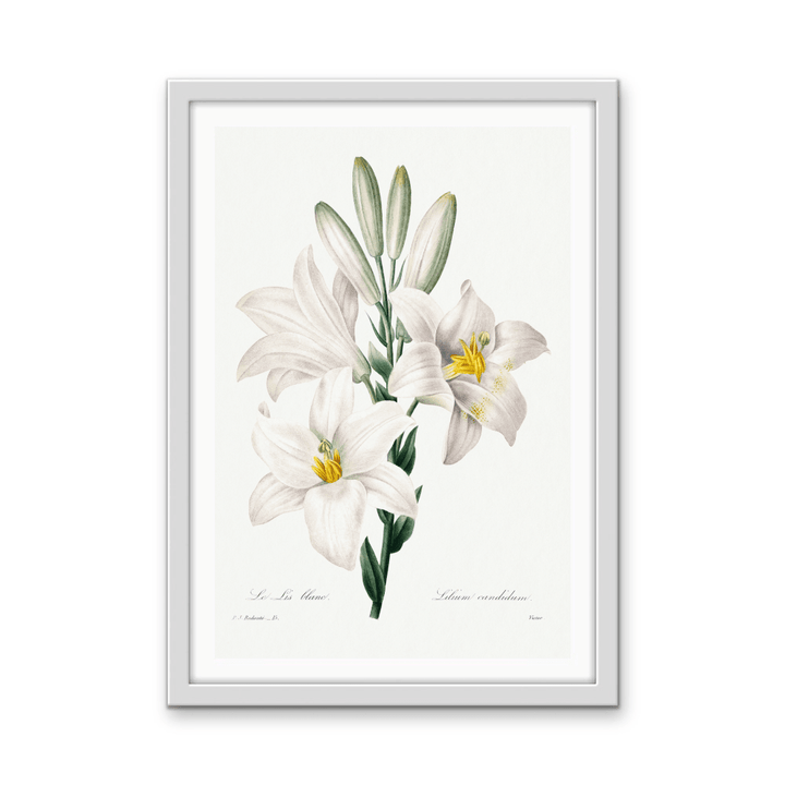 Madonna Lily from Choix Des Plus Belles Fleurs (1827) by Pierre - Joseph Redouté - Stretched Canvas or Wall Art Print - I Heart Wall Art - Poster Print, Canvas Print or Framed Art Print