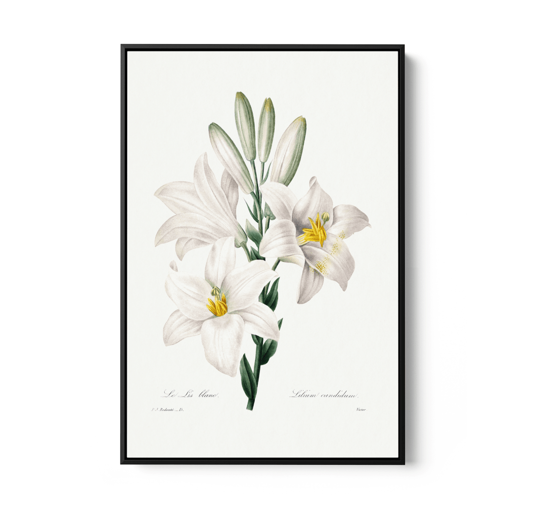 Madonna Lily from Choix Des Plus Belles Fleurs (1827) by Pierre - Joseph Redouté - Stretched Canvas or Wall Art Print - I Heart Wall Art - Poster Print, Canvas Print or Framed Art Print