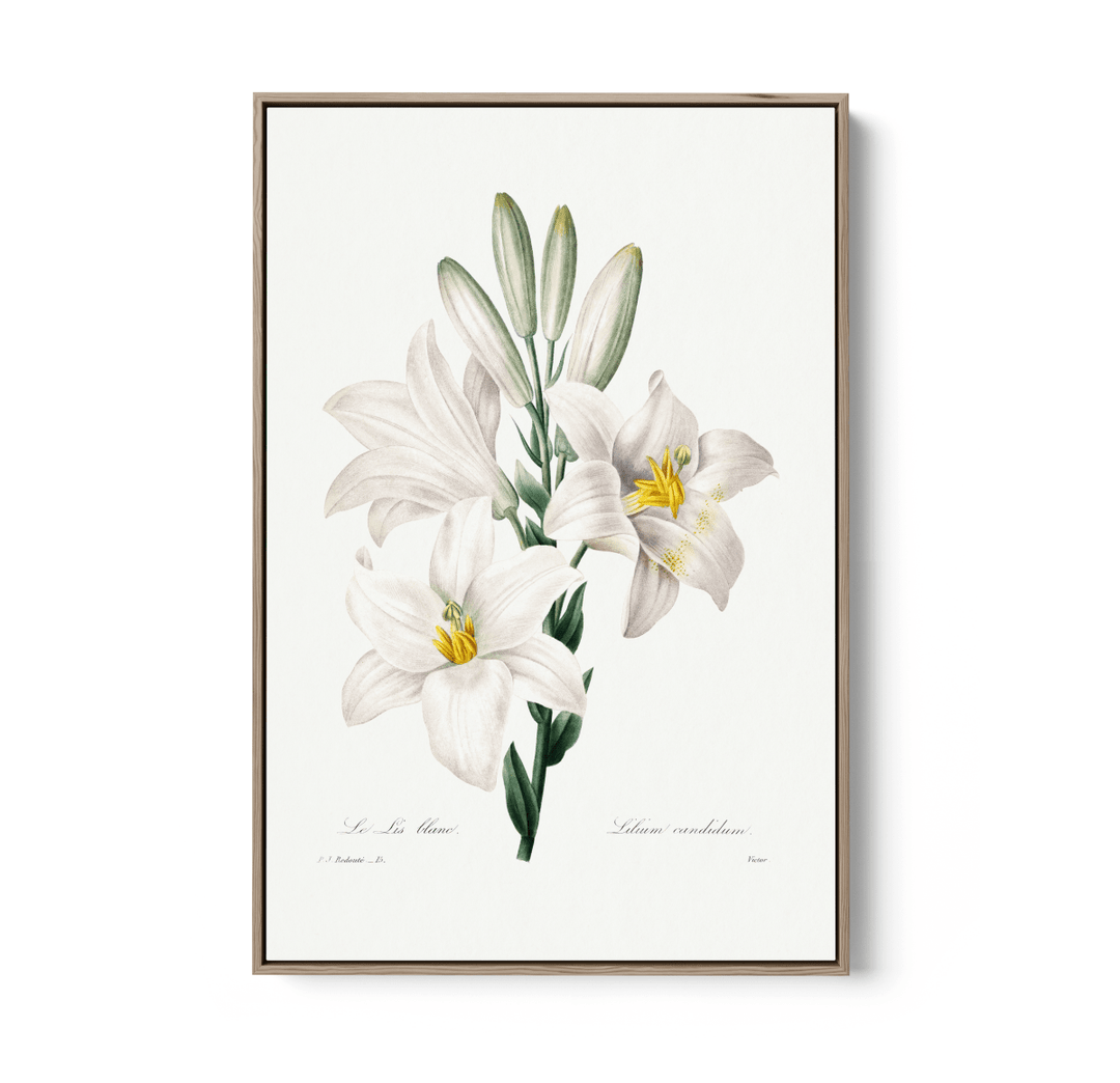 Madonna Lily from Choix Des Plus Belles Fleurs (1827) by Pierre - Joseph Redouté - Stretched Canvas or Wall Art Print - I Heart Wall Art - Poster Print, Canvas Print or Framed Art Print
