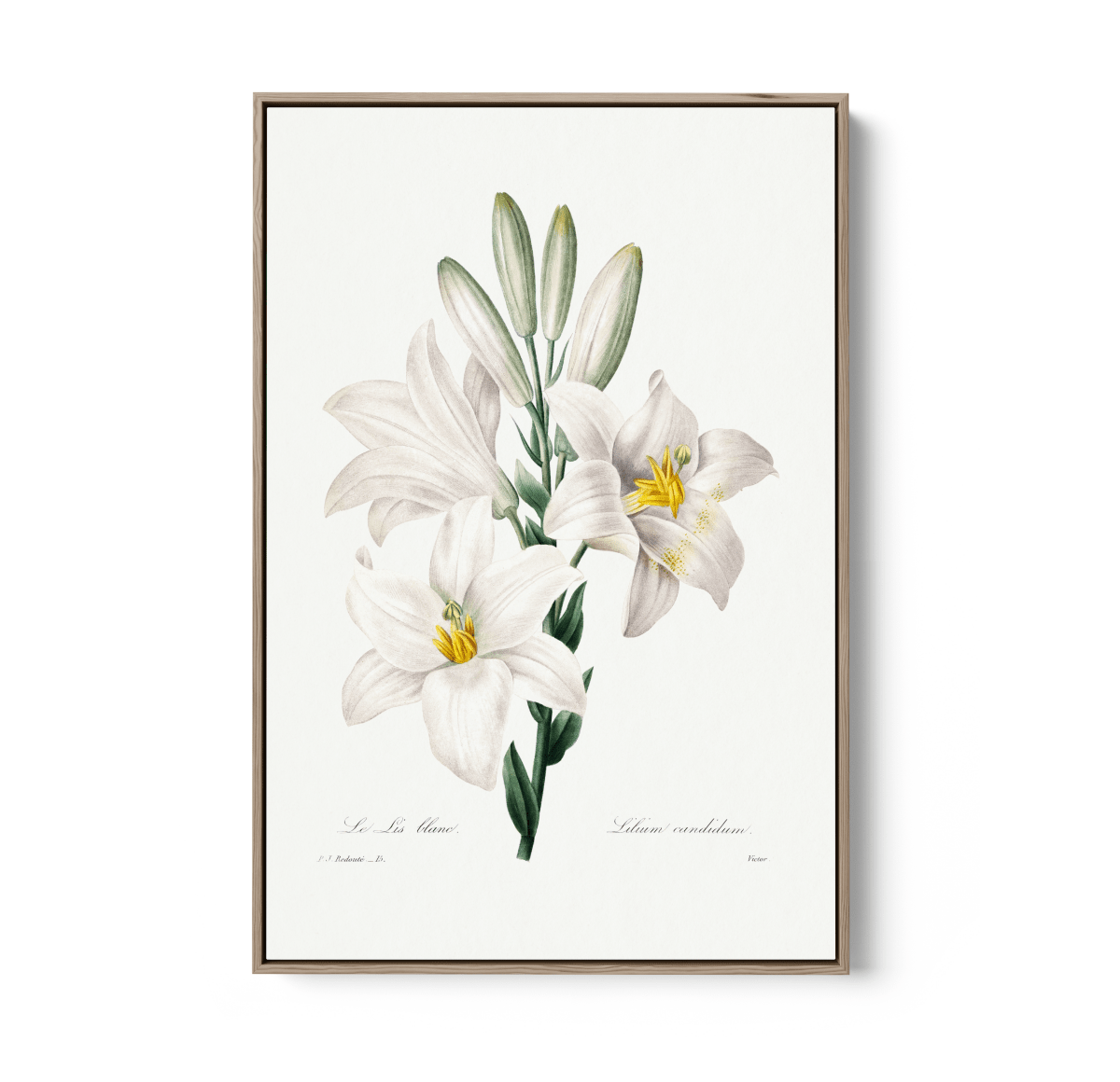 Madonna Lily from Choix Des Plus Belles Fleurs (1827) by Pierre - Joseph Redouté - Stretched Canvas or Wall Art Print - I Heart Wall Art - Poster Print, Canvas Print or Framed Art Print