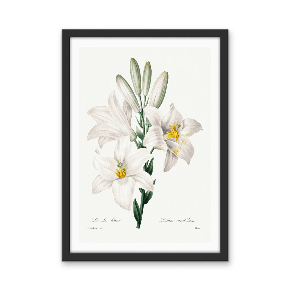 Madonna Lily from Choix Des Plus Belles Fleurs (1827) by Pierre - Joseph Redouté - Stretched Canvas or Wall Art Print - I Heart Wall Art - Poster Print, Canvas Print or Framed Art Print