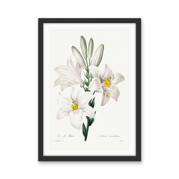 Madonna Lily from Choix Des Plus Belles Fleurs (1827) by Pierre - Joseph Redouté - Stretched Canvas or Wall Art Print - I Heart Wall Art - Poster Print, Canvas Print or Framed Art Print