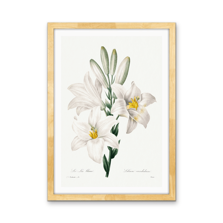 Madonna Lily from Choix Des Plus Belles Fleurs (1827) by Pierre - Joseph Redouté - Stretched Canvas or Wall Art Print - I Heart Wall Art - Poster Print, Canvas Print or Framed Art Print