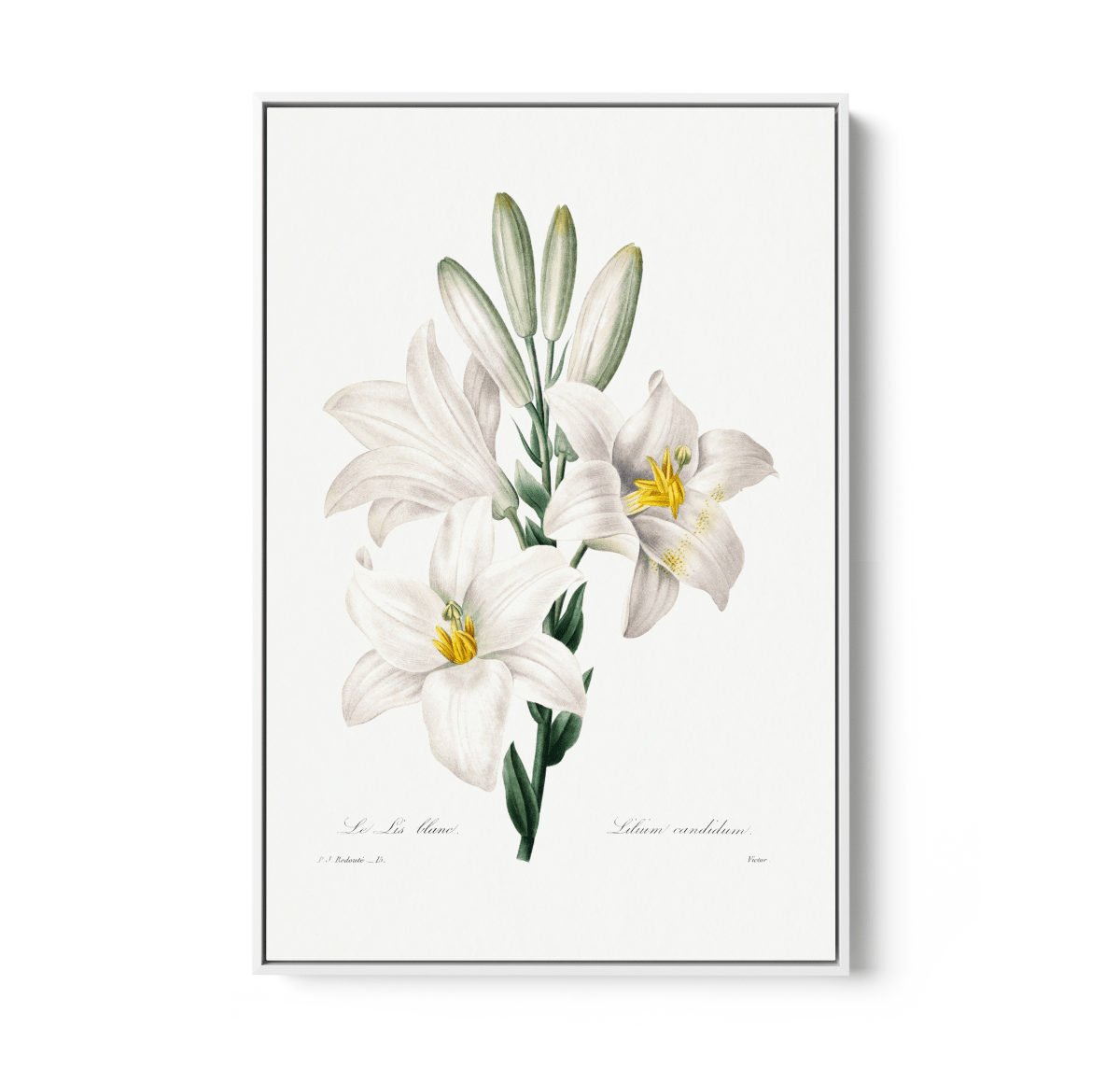 Madonna Lily from Choix Des Plus Belles Fleurs (1827) by Pierre - Joseph Redouté - Stretched Canvas or Wall Art Print - I Heart Wall Art - Poster Print, Canvas Print or Framed Art Print
