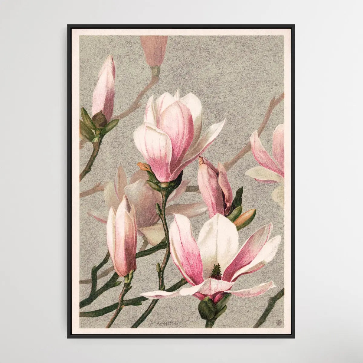 Magnolia (1886) by L. Prang & Co. - I Heart Wall Art