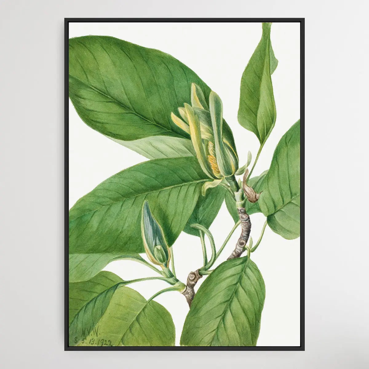 Magnolia acuminata (1922) by Mary Vaux Walcott I Heart Wall Art Australia 