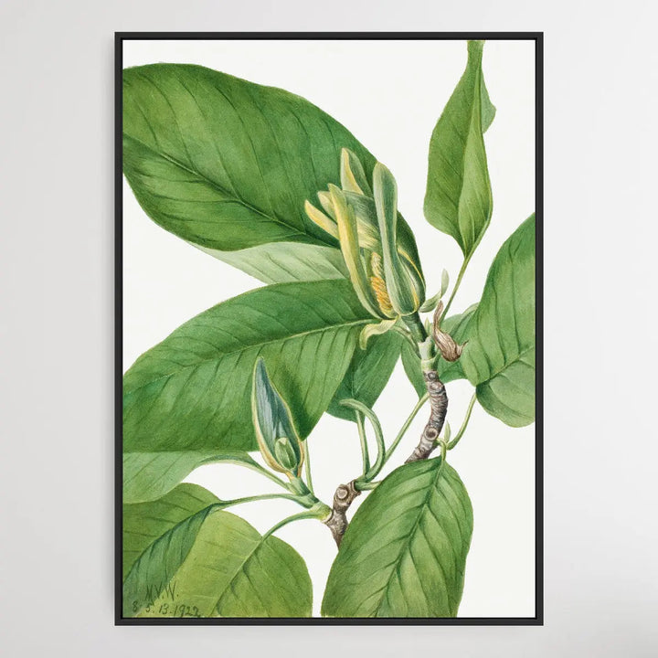 Magnolia acuminata (1922) by Mary Vaux Walcott I Heart Wall Art Australia 