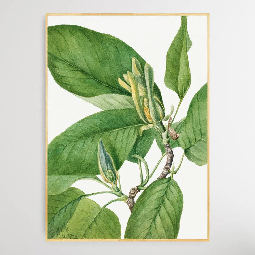 Magnolia acuminata (1922) by Mary Vaux Walcott I Heart Wall Art Australia 