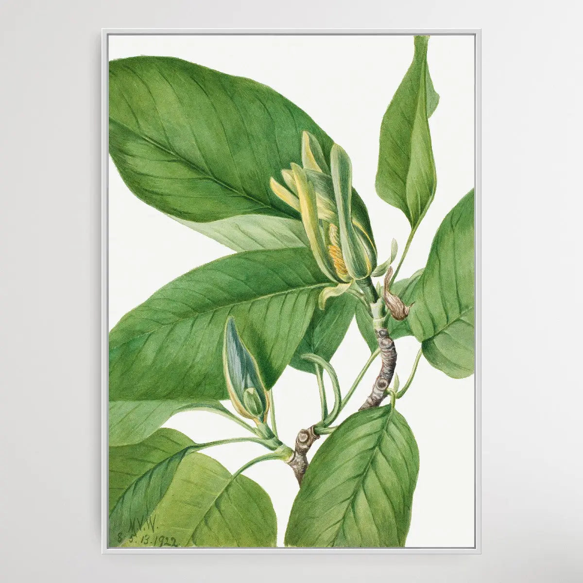 Magnolia acuminata (1922) by Mary Vaux Walcott I Heart Wall Art Australia 