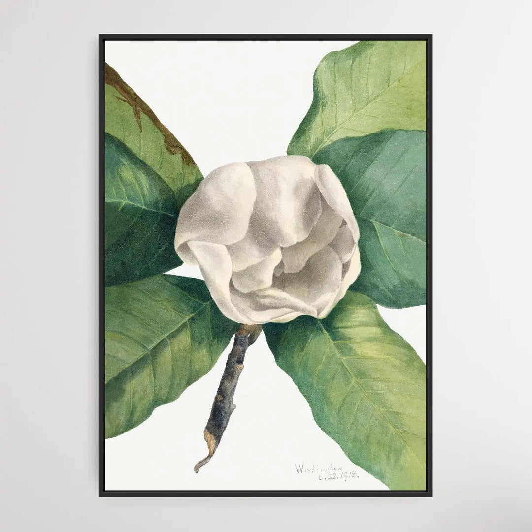 Magnolia grandiflora (1918) by Mary Vaux Walcott I Heart Wall Art Australia 