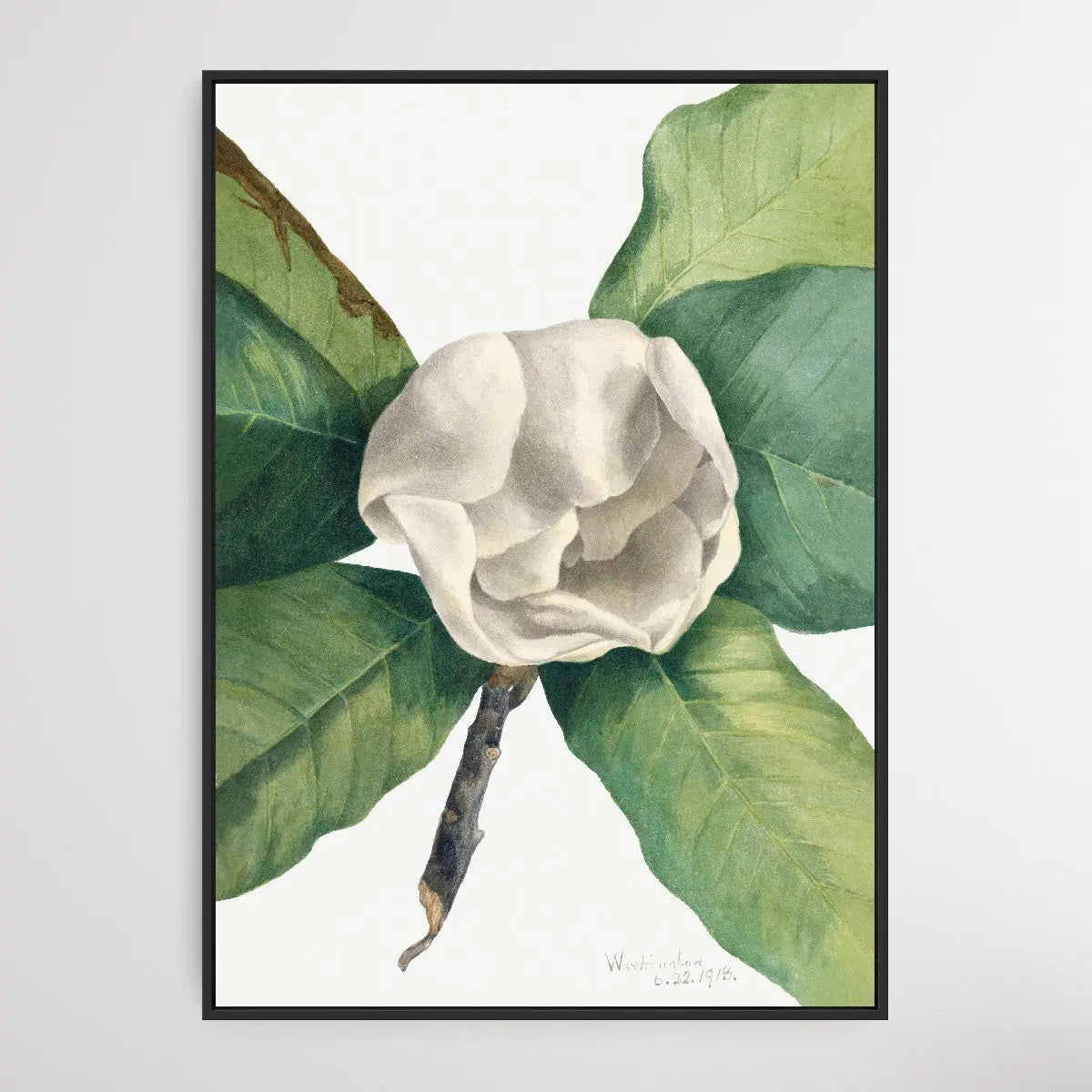 Magnolia grandiflora (1918) by Mary Vaux Walcott I Heart Wall Art Australia 