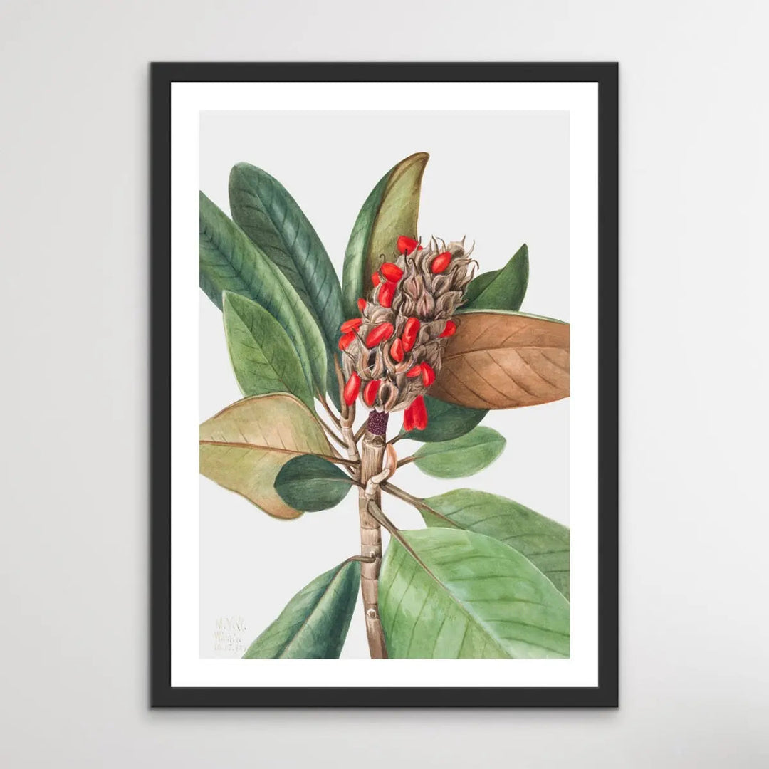 Magnolia Grandiflora (1923) by Mary Vaux Walcott - I Heart Wall Art