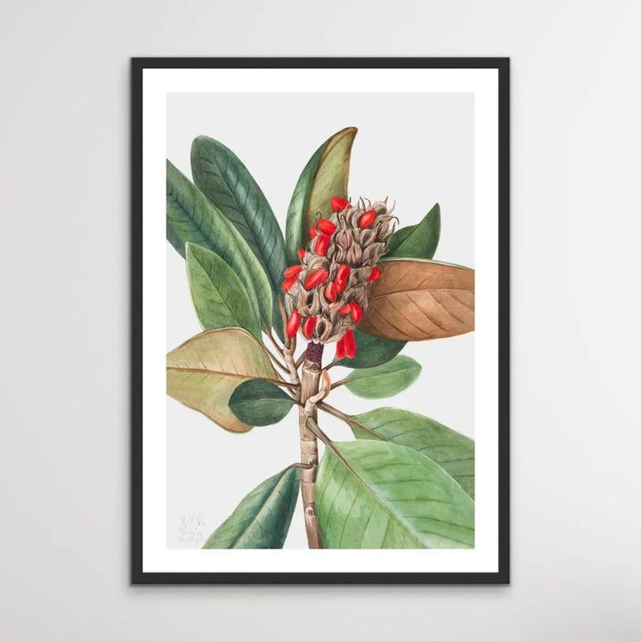 Magnolia Grandiflora (1923) by Mary Vaux Walcott - I Heart Wall Art