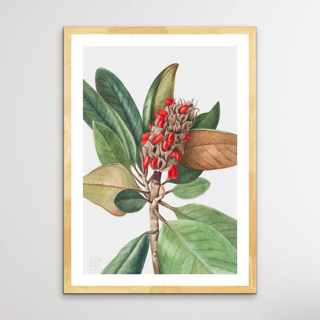 Magnolia Grandiflora (1923) by Mary Vaux Walcott - I Heart Wall Art