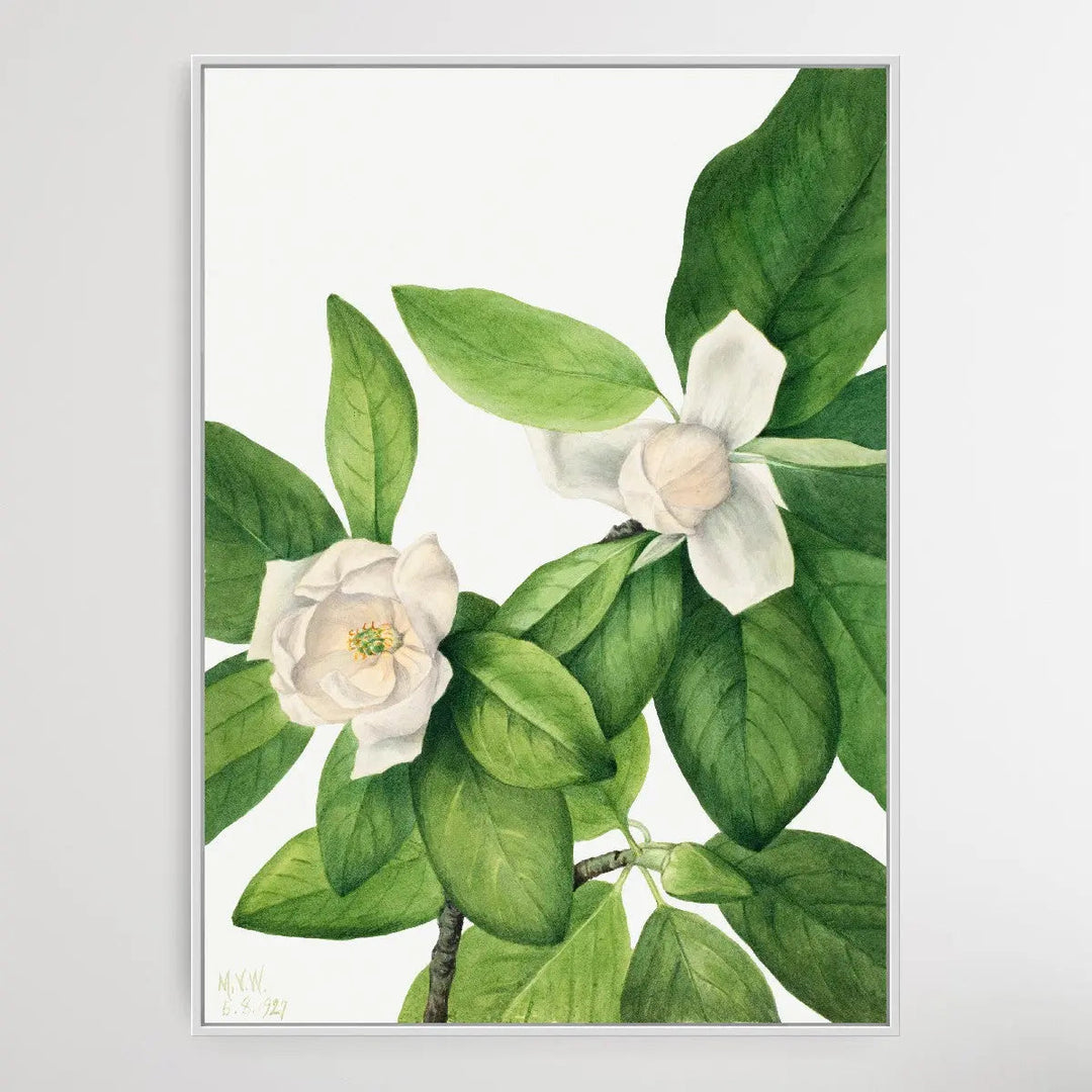 Magnolia virginiana (1927) by Mary Vaux Walcott I Heart Wall Art Australia 
