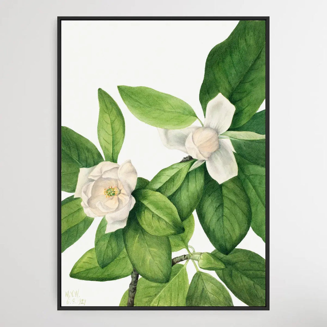 Magnolia virginiana (1927) by Mary Vaux Walcott I Heart Wall Art Australia 