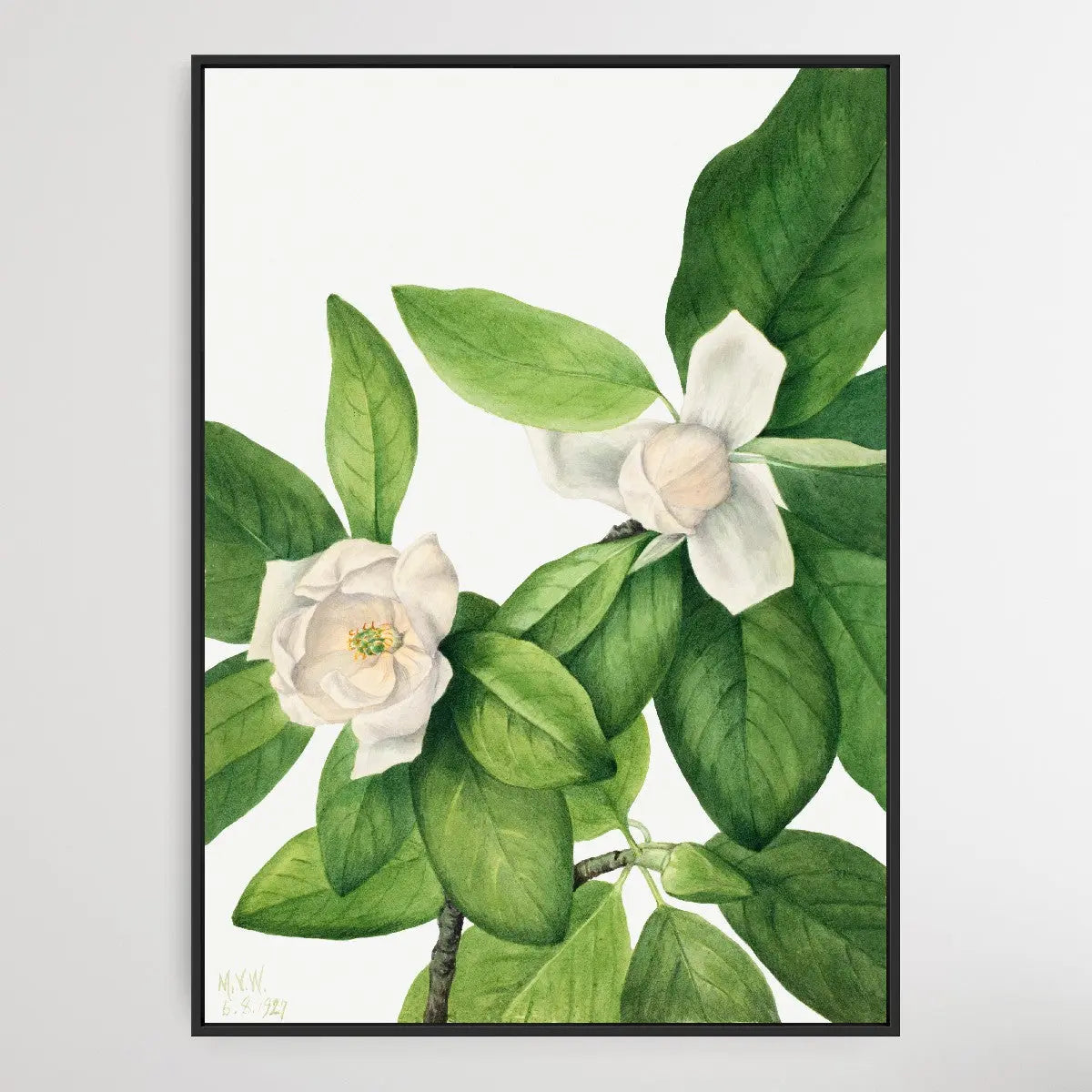 Magnolia virginiana (1927) by Mary Vaux Walcott I Heart Wall Art Australia 