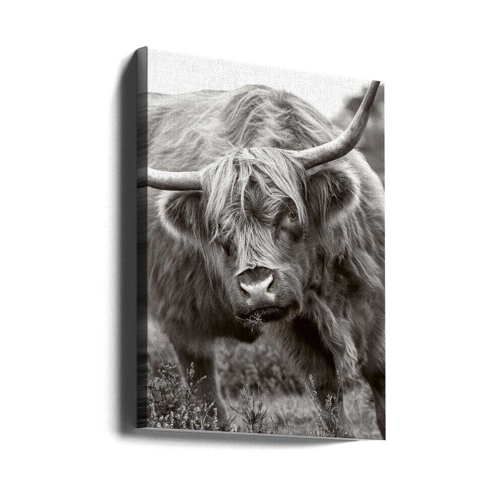 Majestic Highland Cow - Floral Photographic Stretched Canvas Poster or Fine Art Print