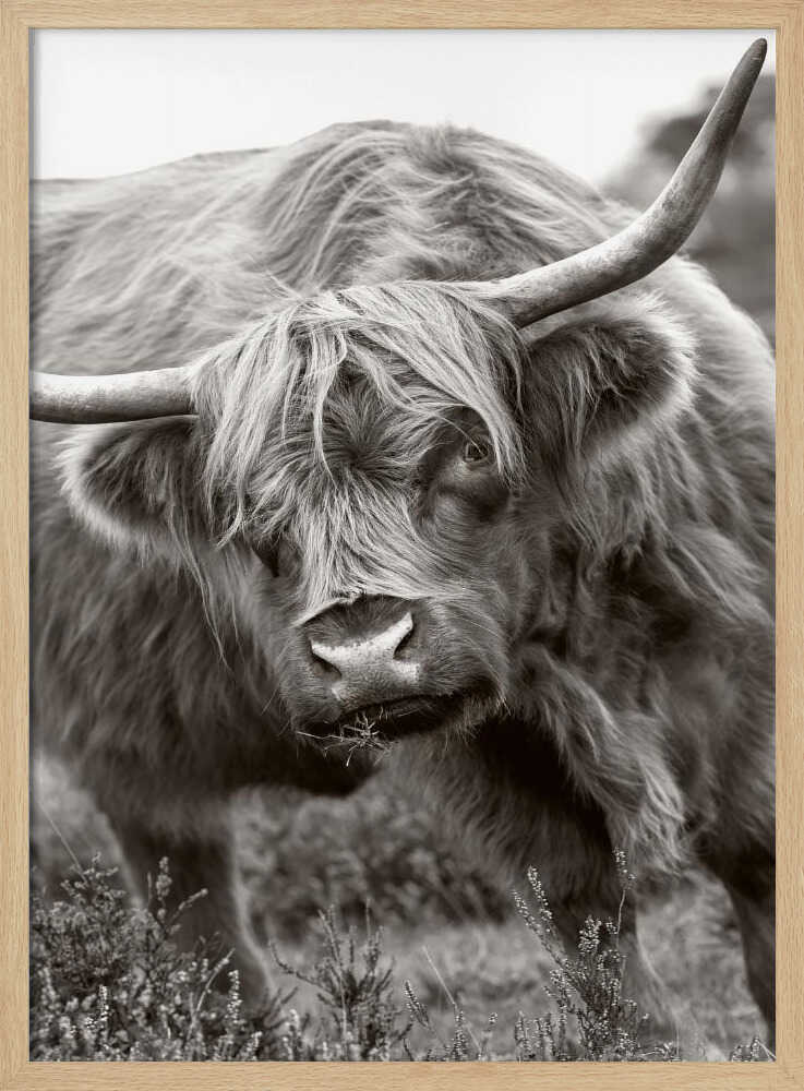 Majestic Highland Cow - Floral Photographic Stretched Canvas Poster or Fine Art Print