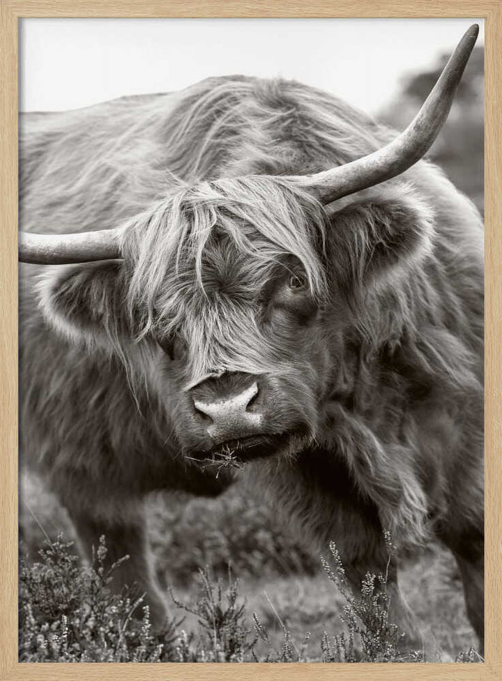 Majestic Highland Cow - Floral Photographic Stretched Canvas Poster or Fine Art Print