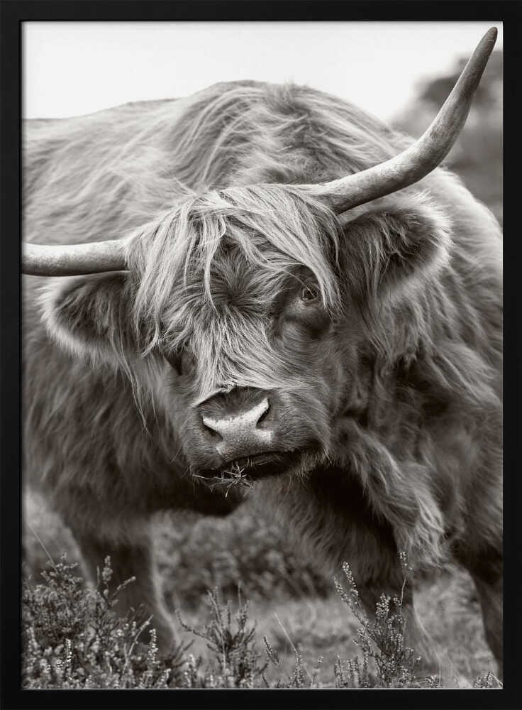 Majestic Highland Cow - Floral Photographic Stretched Canvas Poster or Fine Art Print