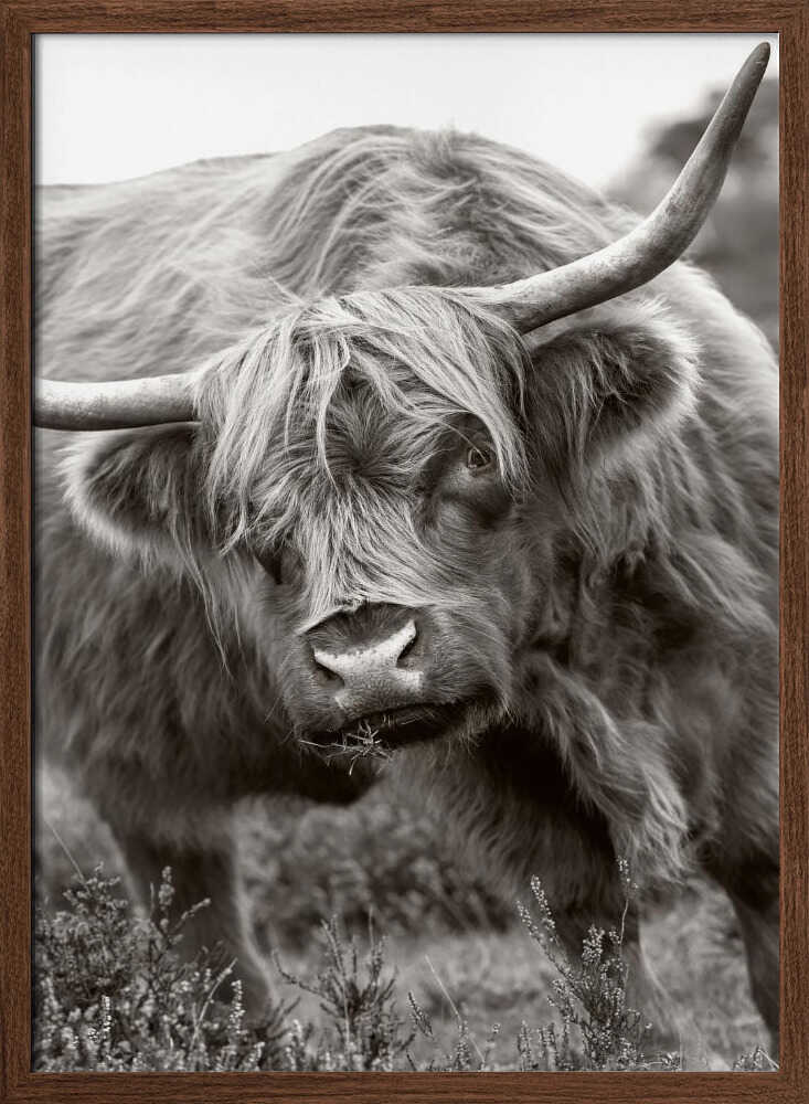 Majestic Highland Cow - Floral Photographic Stretched Canvas Poster or Fine Art Print