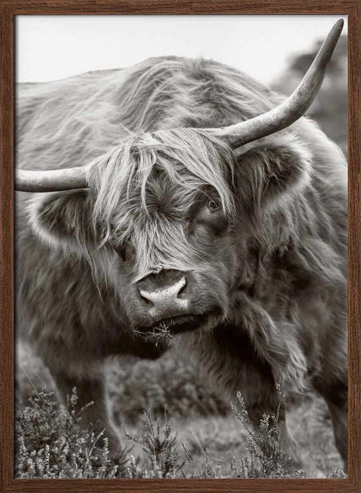 Majestic Highland Cow - Floral Photographic Stretched Canvas Poster or Fine Art Print