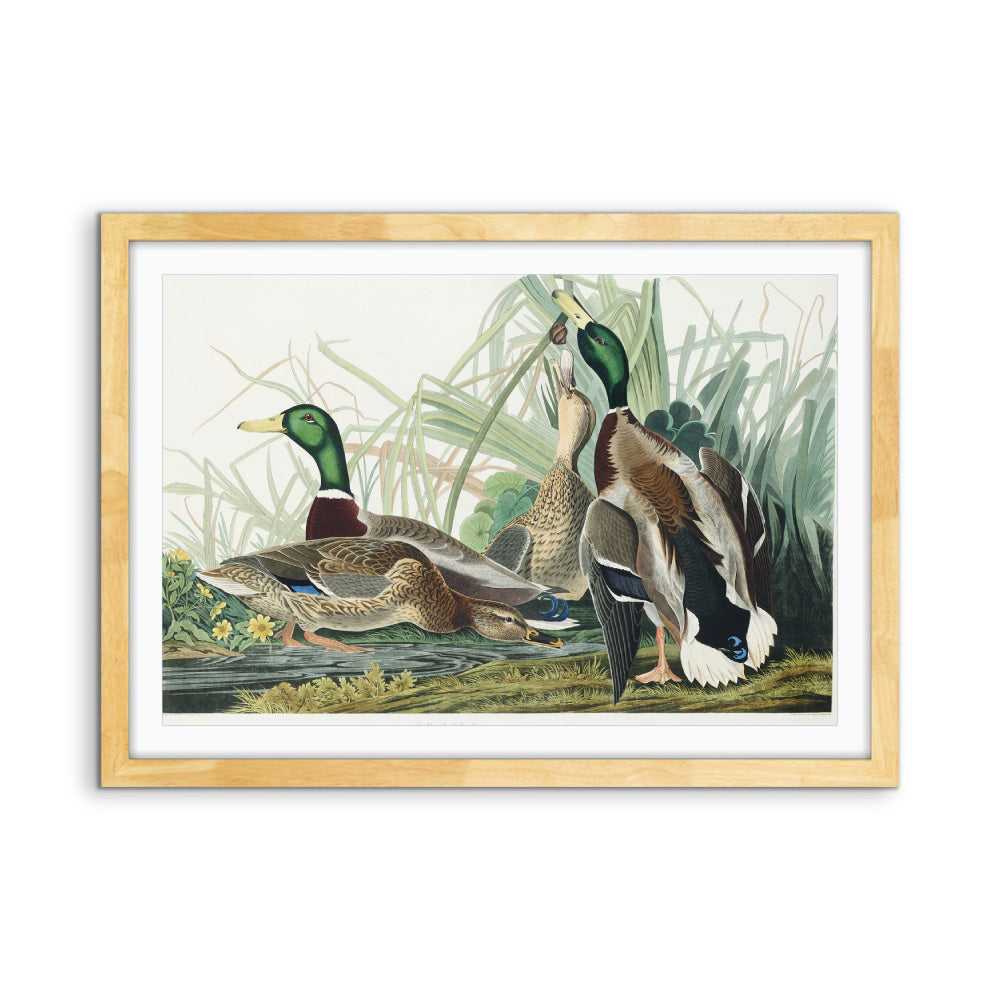 Mallard Ducks by John James Audubon - American Natural History Stretched Canvas or Art Print