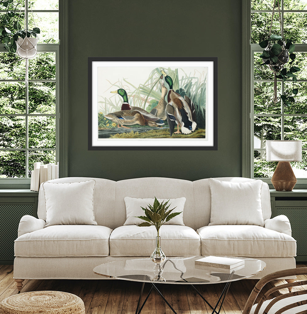 Mallard Ducks by John James Audubon - American Natural History Stretched Canvas or Art Print