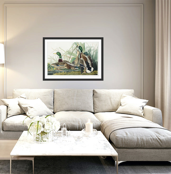 Mallard Ducks by John James Audubon - American Natural History Stretched Canvas or Art Print
