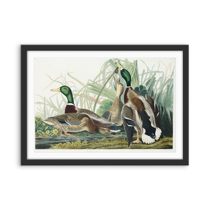Mallard Ducks by John James Audubon - American Natural History Stretched Canvas or Art Print