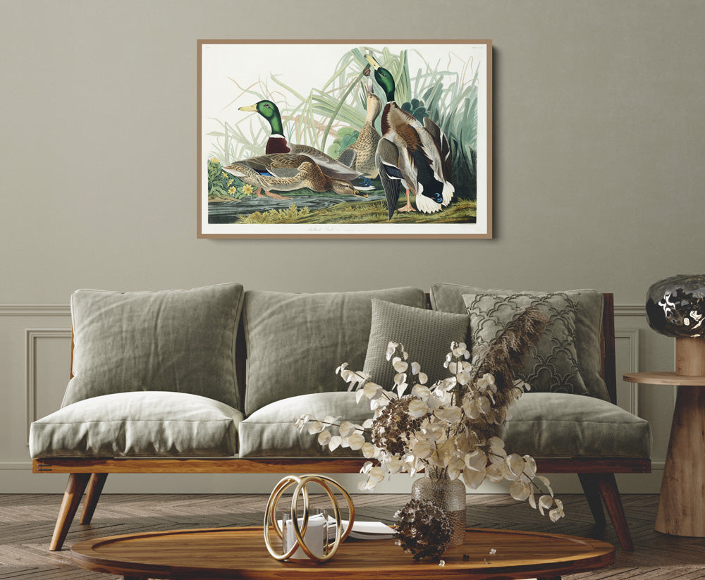 Mallard Ducks by John James Audubon - American Natural History Stretched Canvas or Art Print