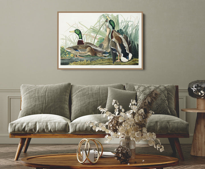 Mallard Ducks by John James Audubon - American Natural History Stretched Canvas or Art Print