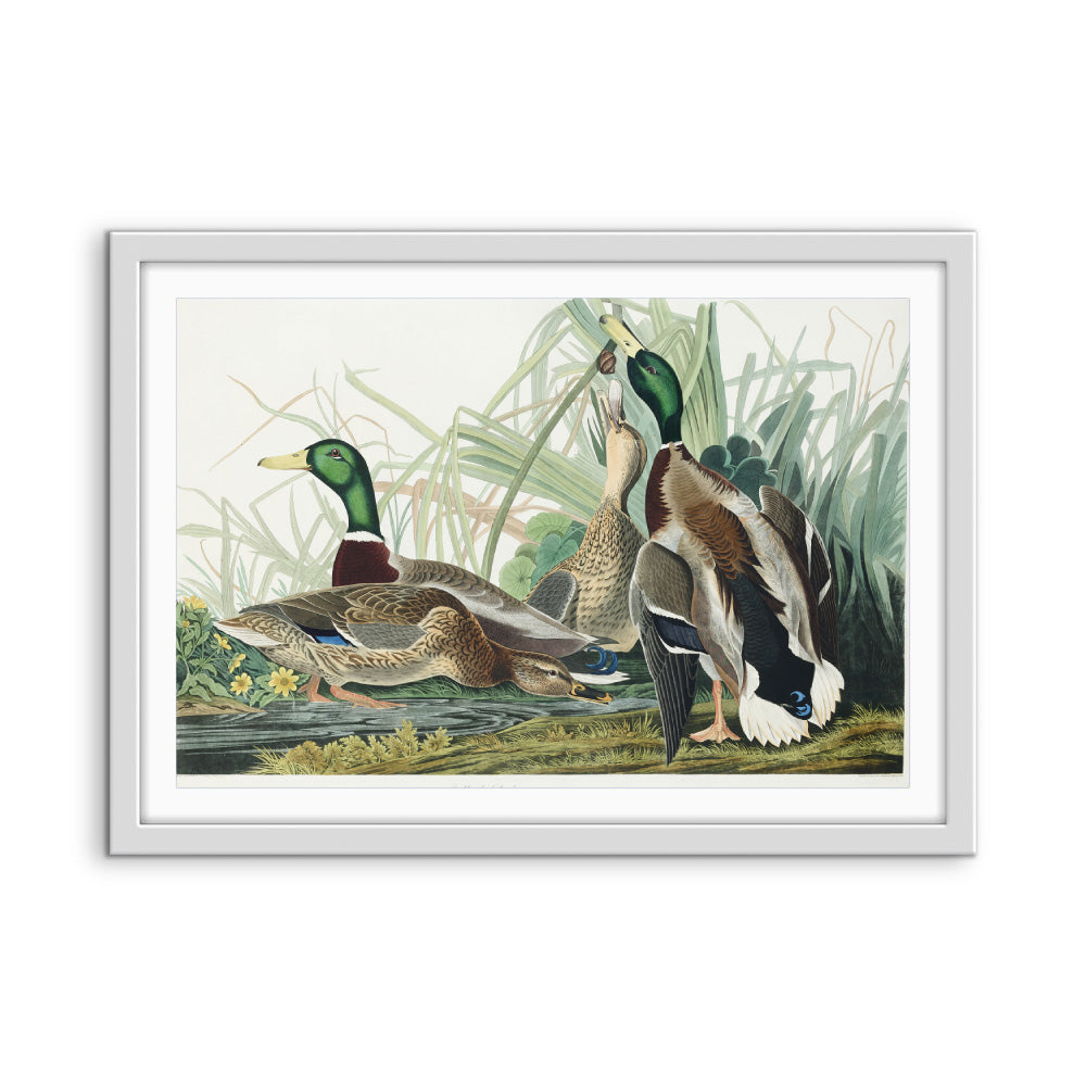 Mallard Ducks by John James Audubon - American Natural History Stretched Canvas or Art Print