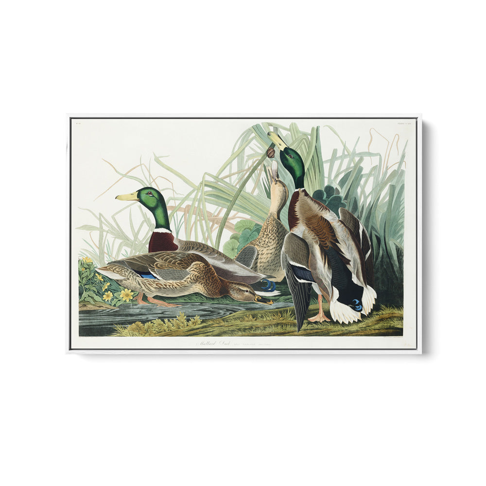 Mallard Ducks by John James Audubon - American Natural History Stretched Canvas or Art Print