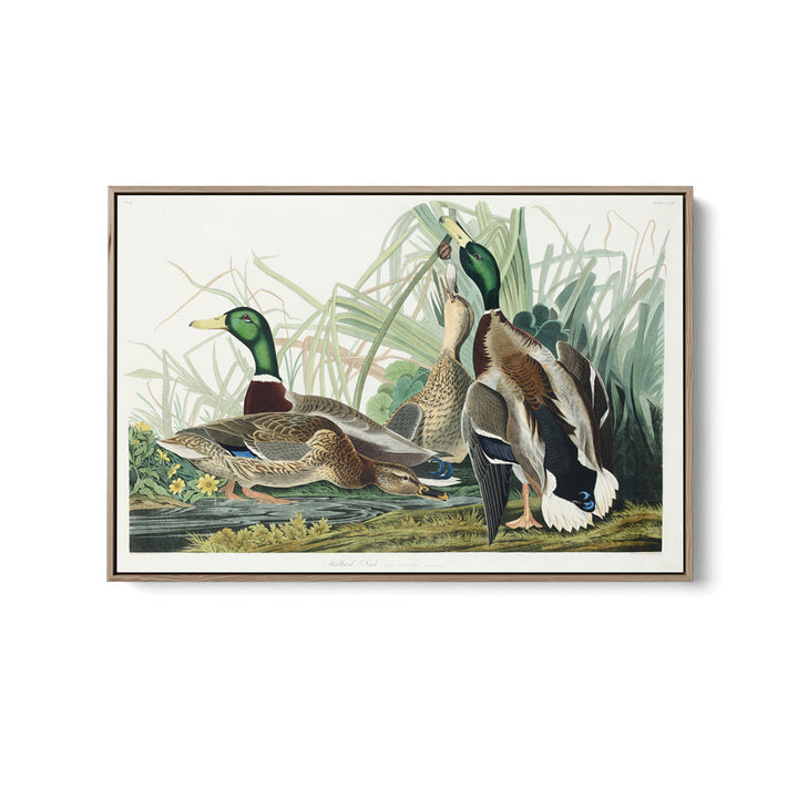 Mallard Ducks by John James Audubon - American Natural History Stretched Canvas or Art Print