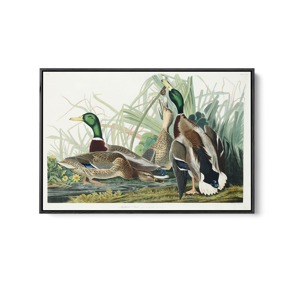Mallard Ducks by John James Audubon - American Natural History Stretched Canvas or Art Print