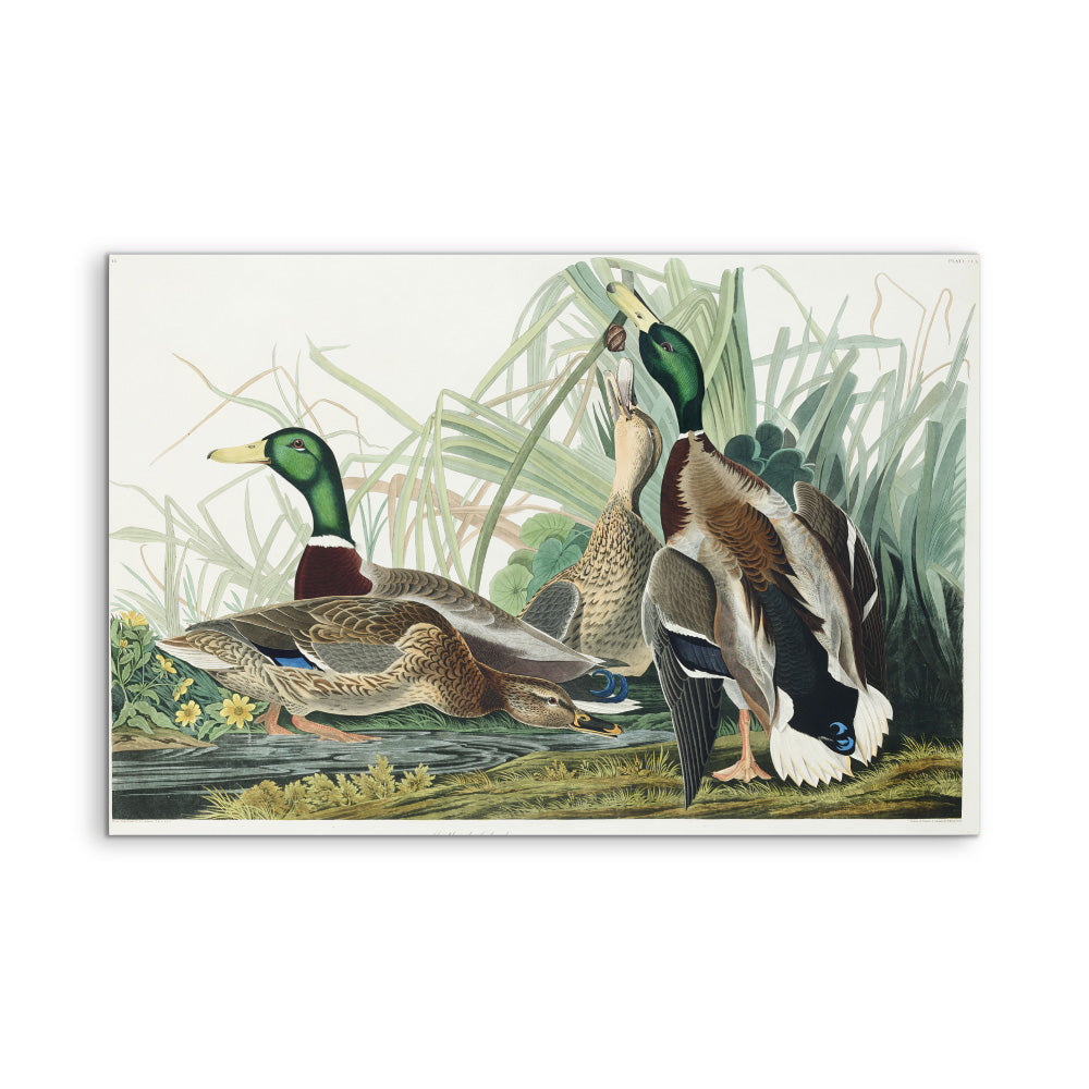Mallard Ducks by John James Audubon - American Natural History Stretched Canvas or Art Print