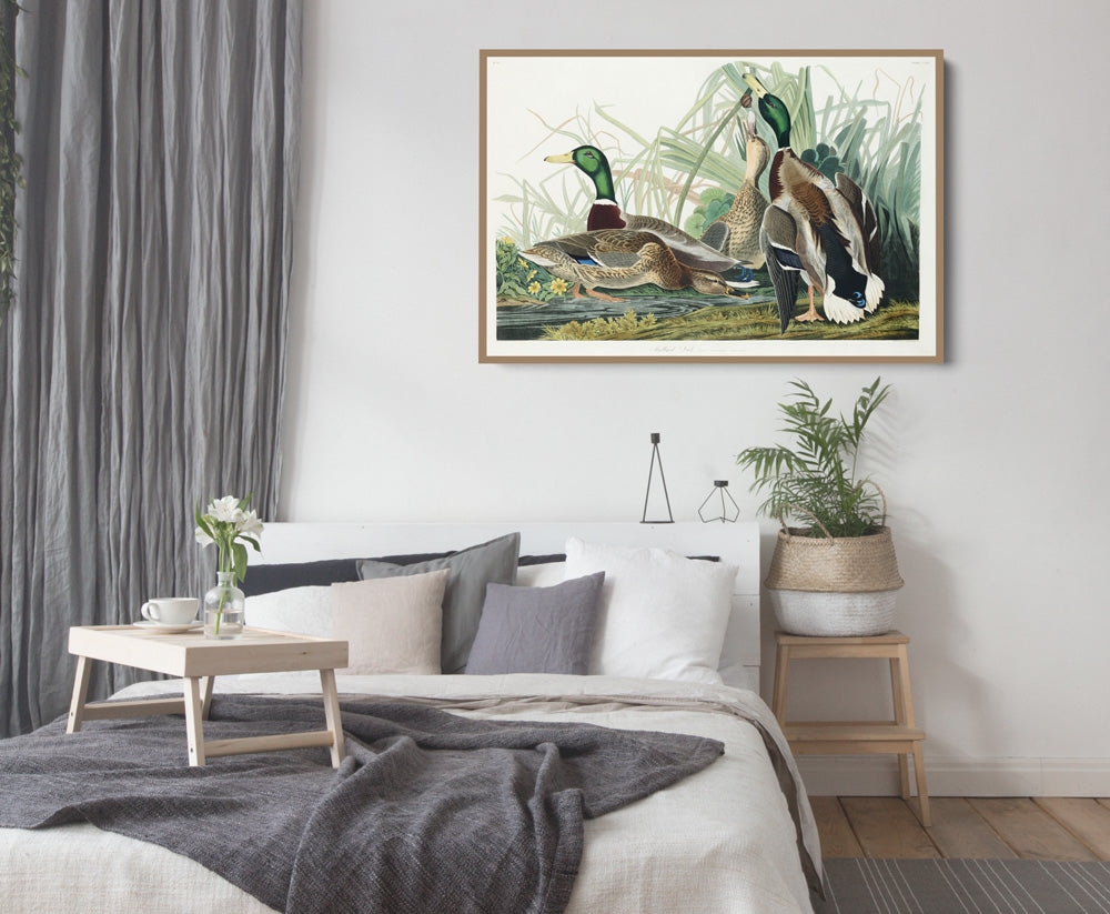 Mallard Ducks by John James Audubon - American Natural History Stretched Canvas or Art Print
