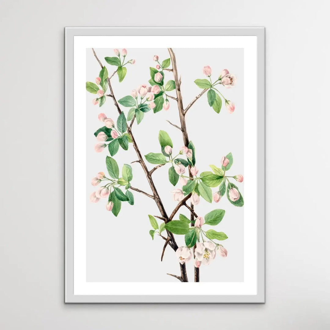 Malus Coronaria (1920) by Mary Vaux Walcott - I Heart Wall Art