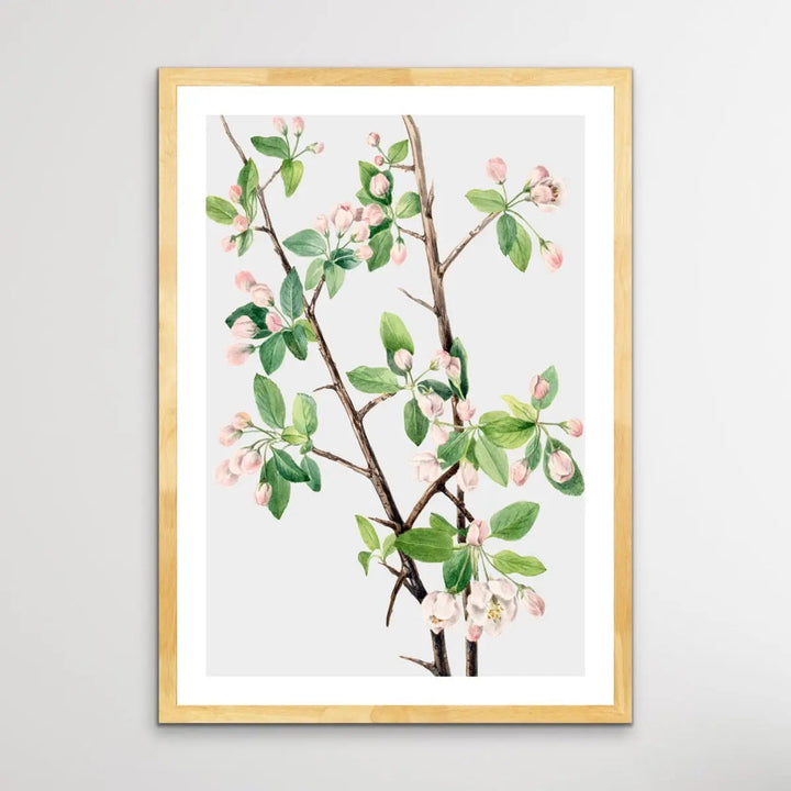 Malus Coronaria (1920) by Mary Vaux Walcott - I Heart Wall Art