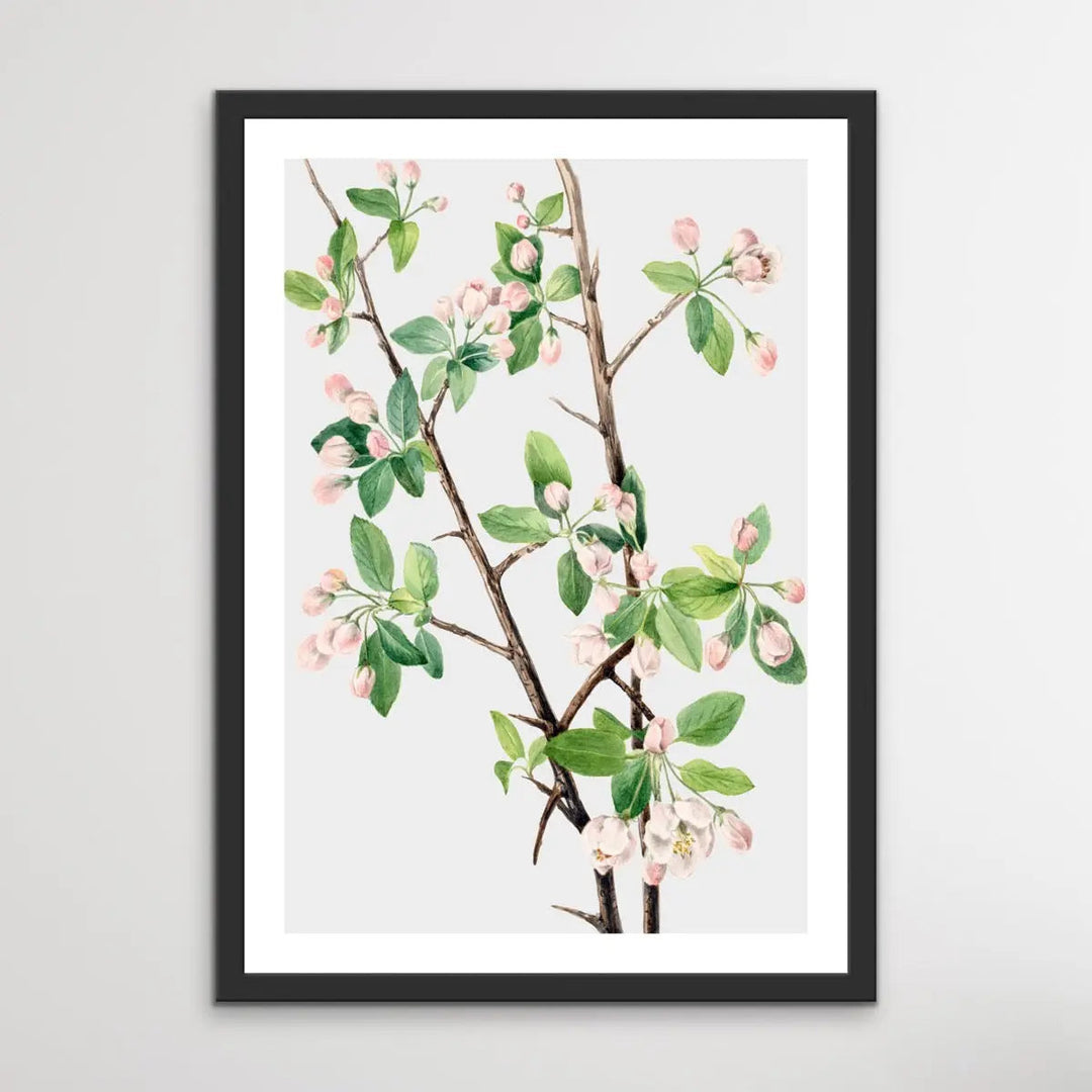 Malus Coronaria (1920) by Mary Vaux Walcott - I Heart Wall Art